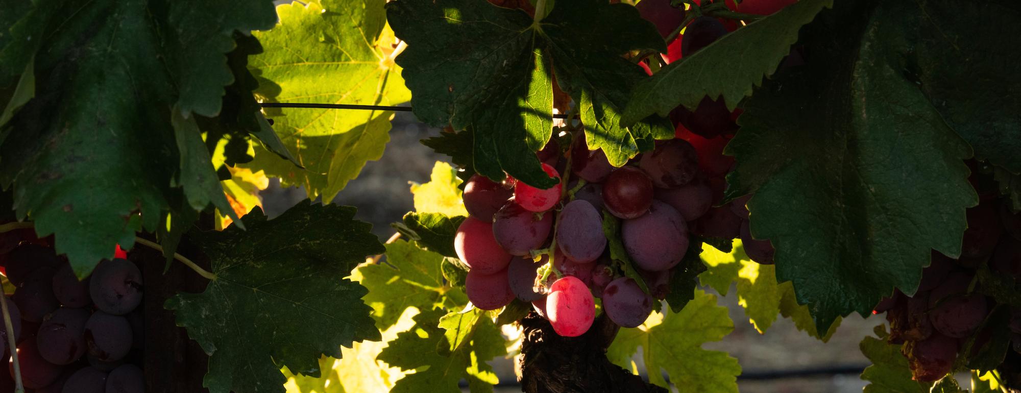 vineyard