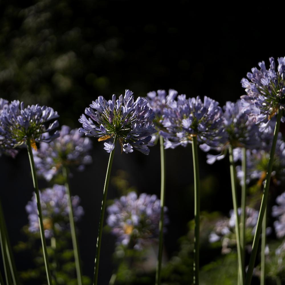 purple flowers