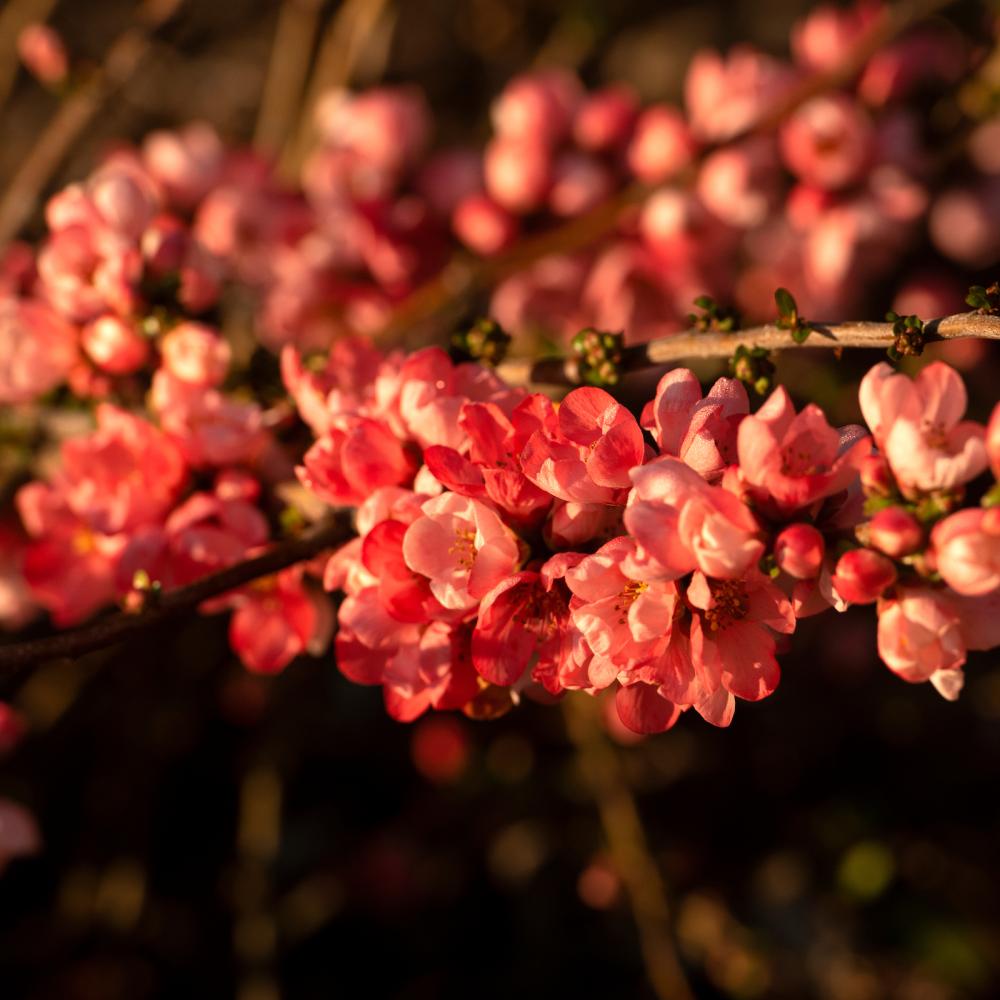 spring flower