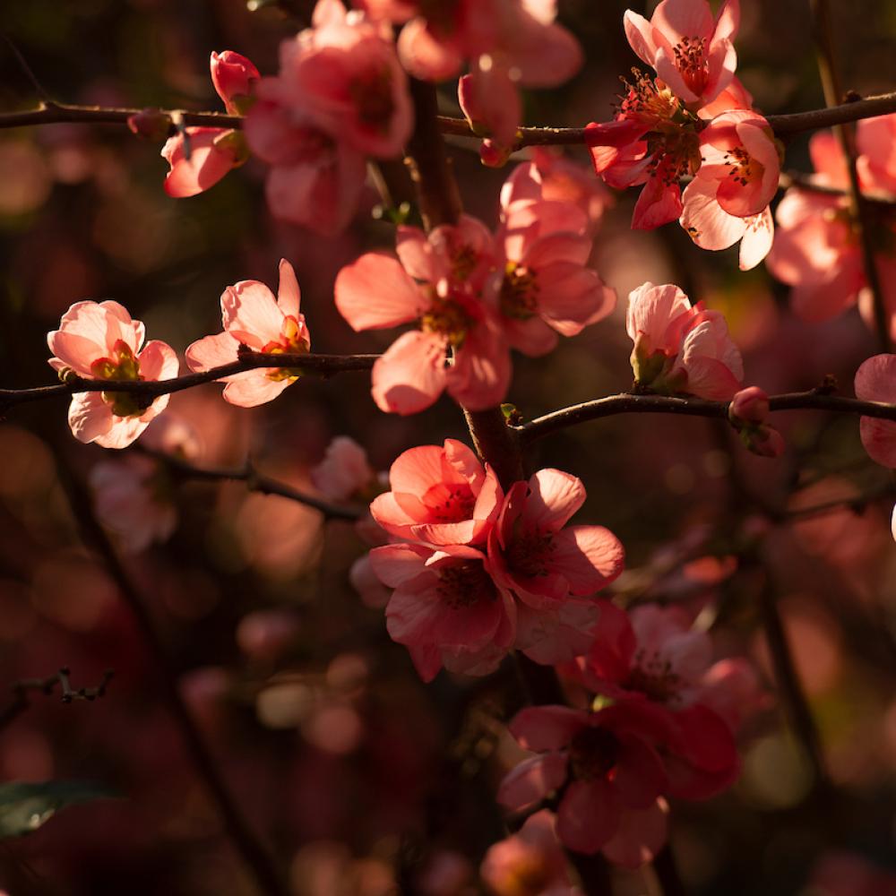 pink flowers
