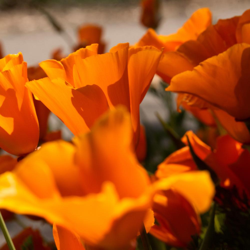 poppies