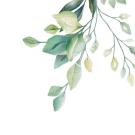 A watercolor painting of leaves.