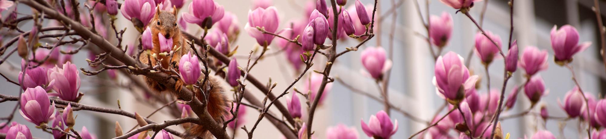 magnolias