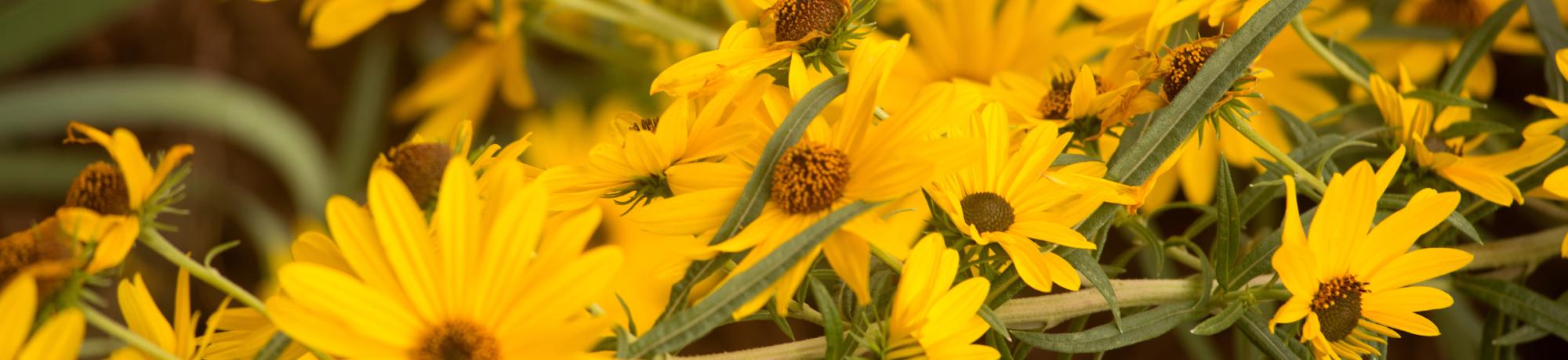 daisies