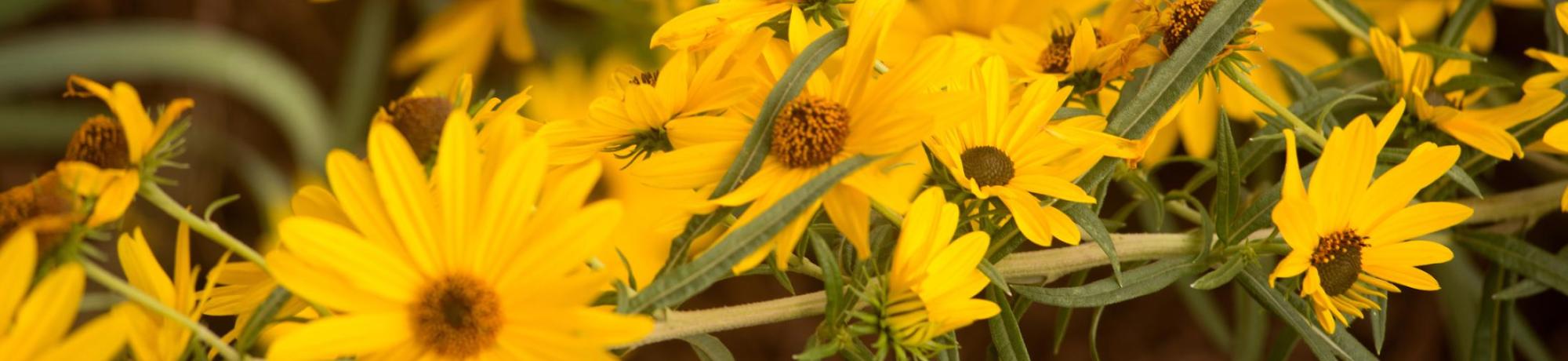 daisies
