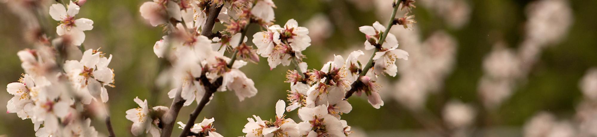 white blossoms