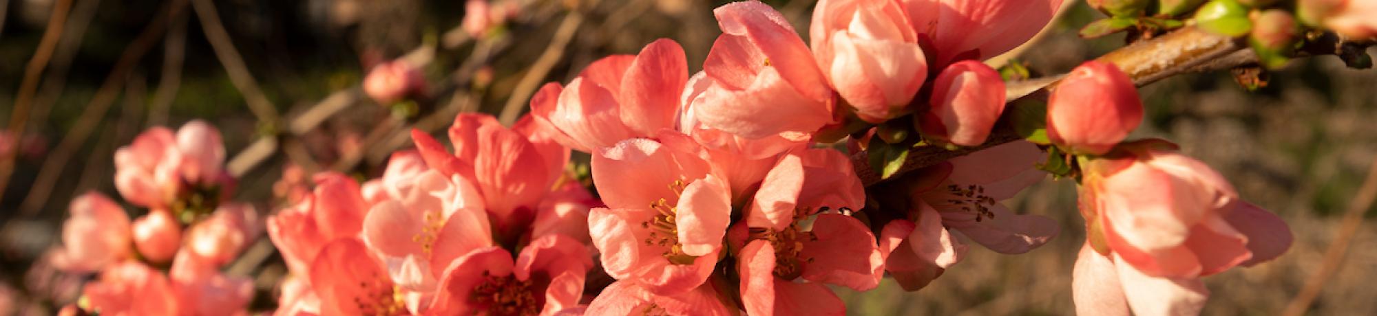salmon flowers