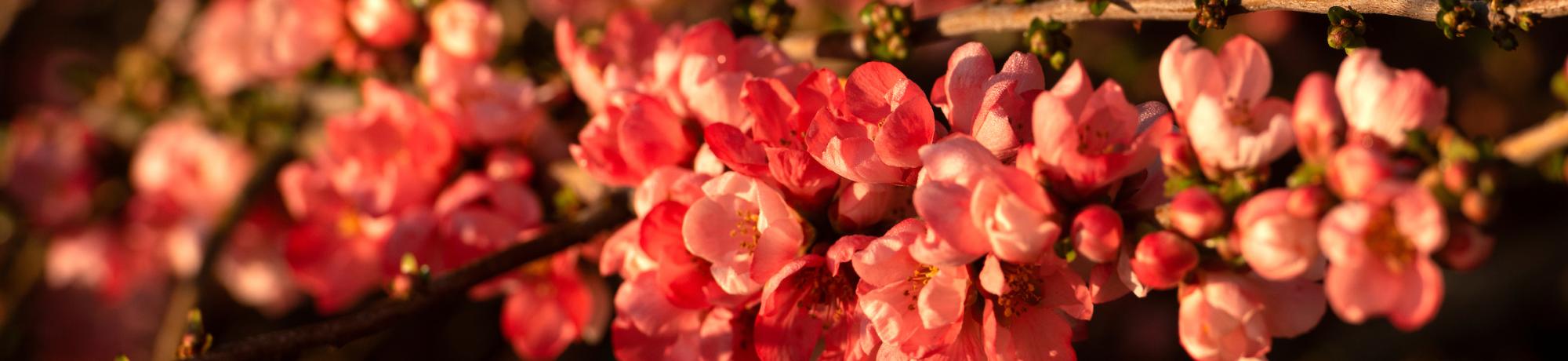 spring flower