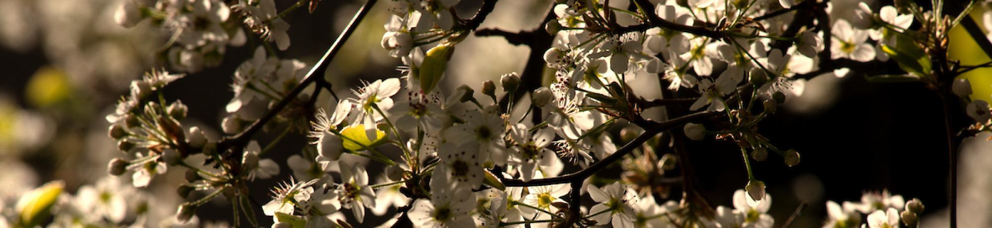 white flowers