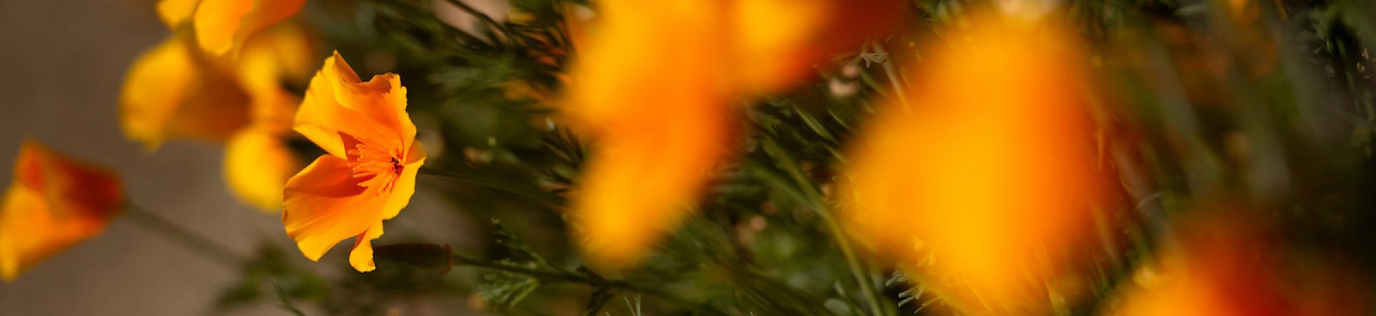 poppies
