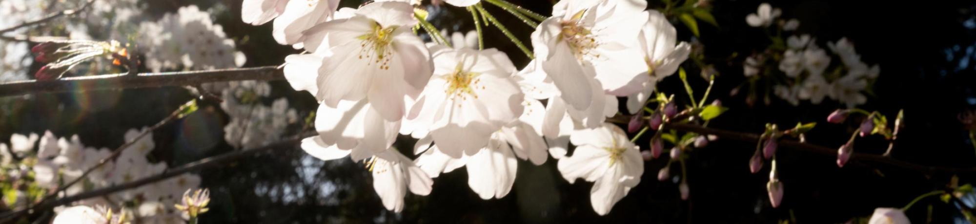 spring blossoms