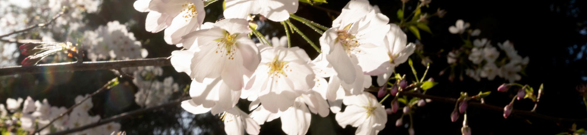 spring blossoms