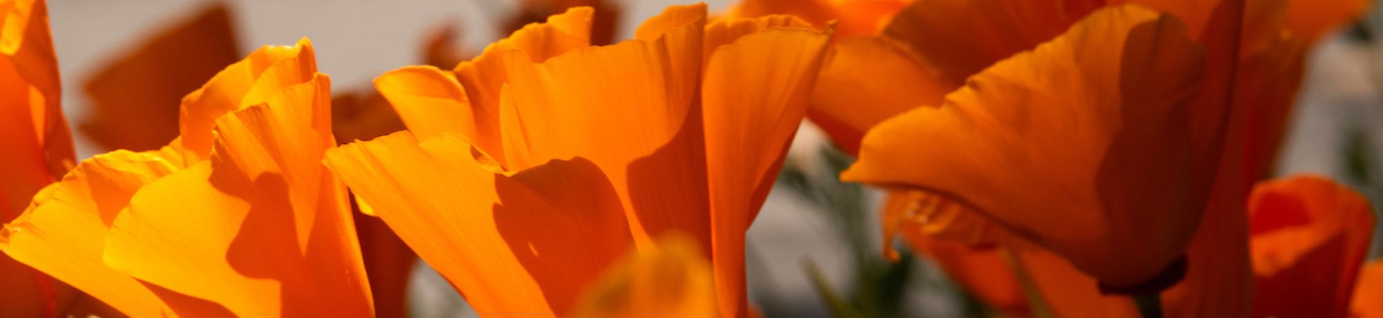 poppies