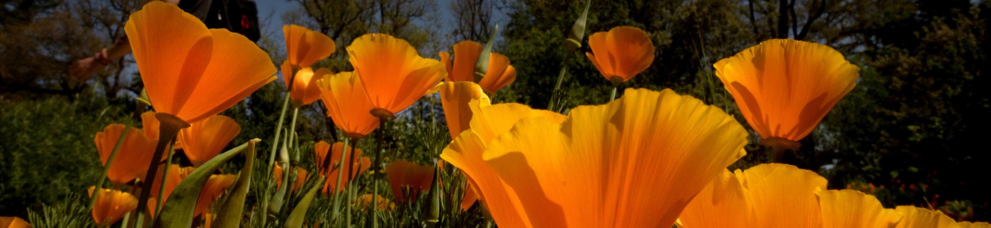 poppies